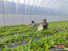 （乡村行·看振兴）山西长子：草莓产业“结硕果”  村民增收“有甜头”