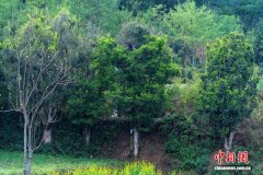 云南龙陵3.2万余株古树茶开采迎客